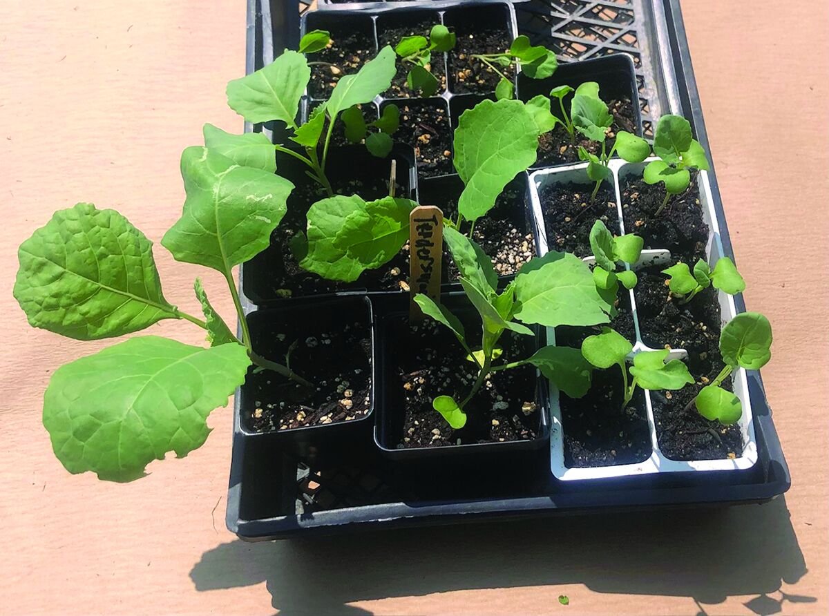 More Thoughts While Weeding: Time for those summer chores in the garden